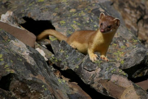 Dugomorna ljubav - yurki mali grabežljivci